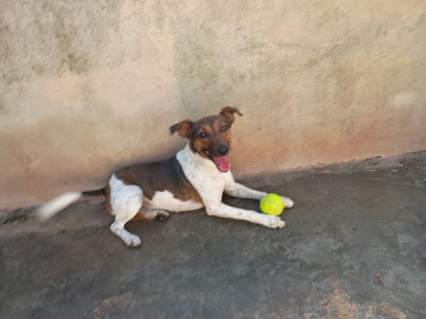 Jack - Simil Jack Russell Di 1 Anno